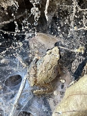 Arthroleptis xenodactyloides