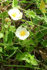 Wissadula glechomifolia