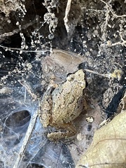 Arthroleptis xenodactyloides