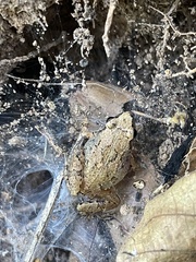 Arthroleptis xenodactyloides