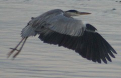Ardea cinerea