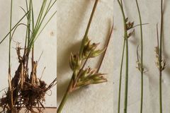 Juncus dichotomus