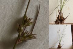 Juncus dichotomus