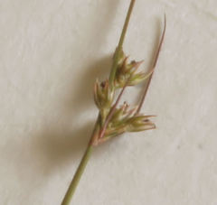 Juncus dichotomus