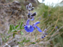 Salvia cuspidata