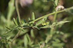 Centaurea scabiosa scabiosa