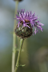Centaurea scabiosa scabiosa