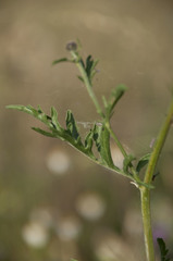 Centaurea scabiosa scabiosa