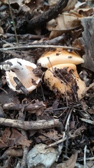 Hygrophorus subsalmonius