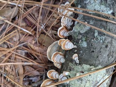 Agaricomycetes
