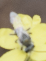 Lasioglossum sisymbrii