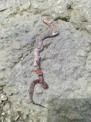 Micrurus dumerilii carinicauda