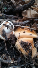 Hygrophorus subsalmonius