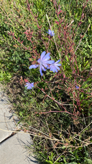 Cichorium intybus