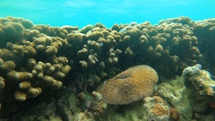 Lobactis scutaria