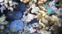 Lobactis scutaria