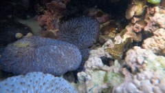 Lobactis scutaria