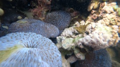 Lobactis scutaria