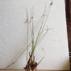 Juncus dichotomus