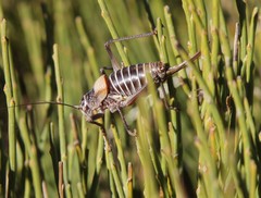 Lluciapomaresius stalii