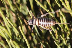 Lluciapomaresius stalii