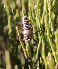 Lluciapomaresius stalii