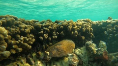 Lobactis scutaria