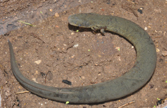 Siren intermedia