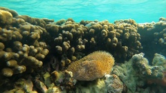 Lobactis scutaria