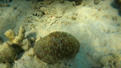 Lobactis scutaria