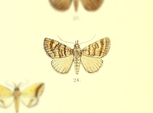 Hypena denticulata