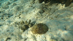 Lobactis scutaria