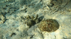 Lobactis scutaria