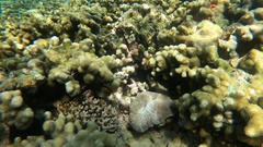 Lobactis scutaria