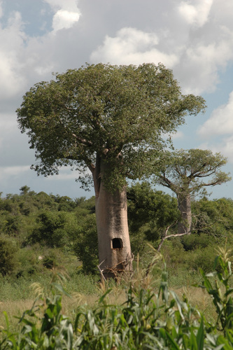 za baobab