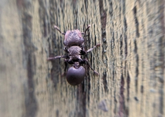 Cephalotes pusillus