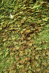 Hypnodendron arcuatum