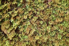 Hypnodendron arcuatum