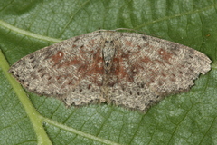 Cyclophora pendularia