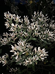 Baccharis halimifolia