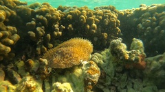 Lobactis scutaria