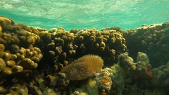 Lobactis scutaria