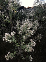 Baccharis halimifolia
