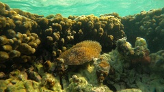 Lobactis scutaria