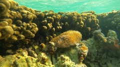 Lobactis scutaria
