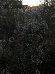 Baccharis halimifolia