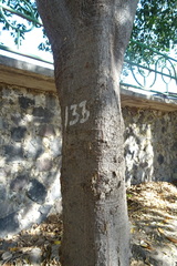 Astianthus viminalis