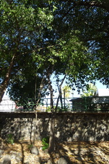 Astianthus viminalis