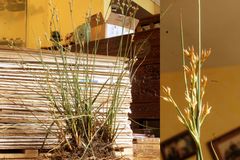 Juncus dichotomus