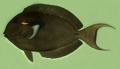 Marquesan Surgeonfish photo 2